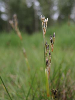 Juncus_squarrosus_HildenerHeide_200615_ja02.jpg