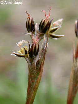 Juncus_squarrosus_HoheMark2003_ja03.jpg