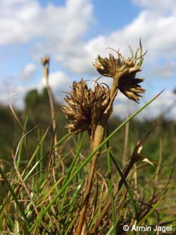 Juncus_squarrosus_LueneburgerHeide_ElbeEx2008_ja01.jpg