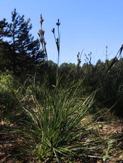 Juncus_squarrosus_Schonach_Blindensee_SWD2014_220614_ja03.jpg