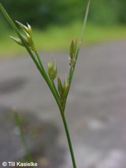 Juncus_tenuis_BOHarpenerTeiche070609_TK01.jpg