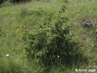 Juniperus_communis_Eifel2012_Hoenselberg100612_ja01.jpg