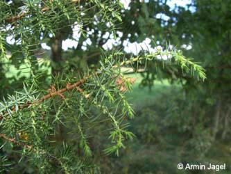 Juniperus_communis_Elbe2008_8_ja14.jpg