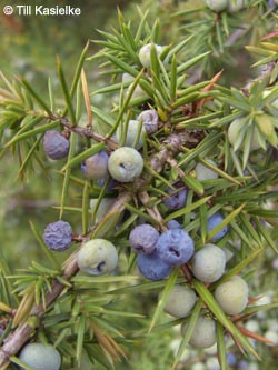 Juniperus_communis_Hoenselberg_100612_TK53.jpg