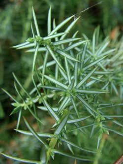 Juniperus_communis_LueneburgerHeide_ElbeEx2008_ja02.jpg