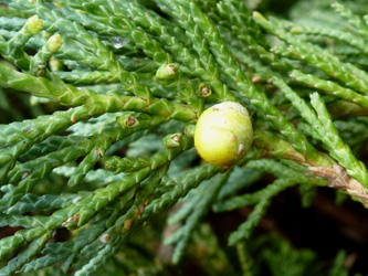 Juniperus_horizontalis_BOWeitmarFranziskusfriedhof_060316_ho02.jpg