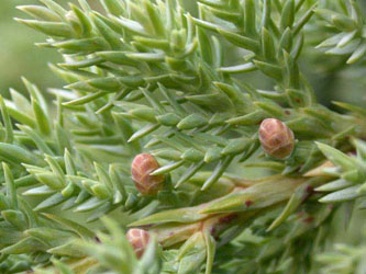 Juniperus_procumbens_ja02.jpg