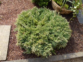 Juniperus_squamata_BOWeitmarFranziskusfriedhof_060316_ho01.jpg