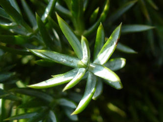 Juniperus_squamata_BOWeitmarFranziskusfriedhof_060316_ho03.jpg