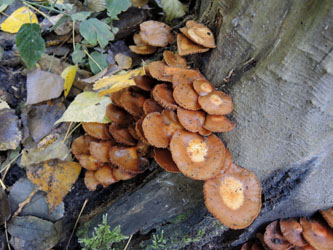 Kuehneromyces_mutabilis_BOMailand_111015_ja02.jpg