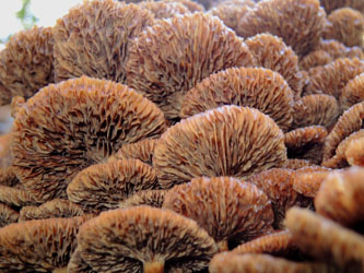 Kuehneromyces_mutabilis_BOMailand_111015_ja05.jpg