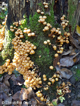 Kuehneromyces_mutabilis_BOMailand_161016_Pilze_CGross01.jpg