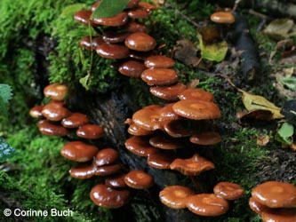 Kuehneromyces_mutabillis_BoevinghauserBachtal141012_CB27.jpg