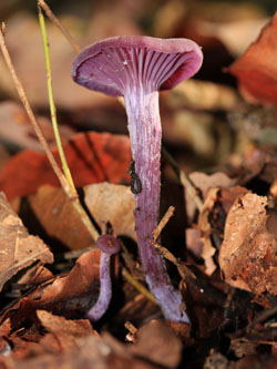 Laccaria_amethystea_BOMailand_111015_Pilze_CB01.jpg