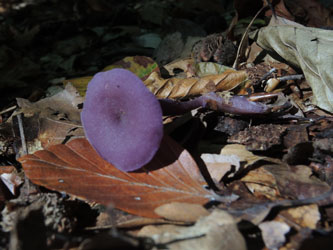 Laccaria_amethystea_BOMailand_111015_ja01.jpg