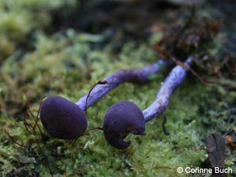 Laccaria_amethystina_BOKalwes231011_CB15.jpg