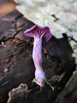 Laccaria_amethystina_WeitmarerHolz_121014_CB30.jpg