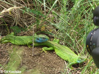 Lacerta_bilineata_SWD2009_SW127.jpg