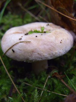 Lactarius_pubescens_251009_TK02.jpg