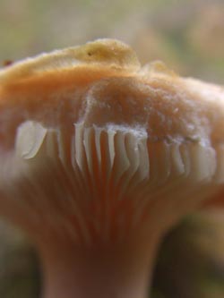 Lactarius_pubescens_251009_TK04.jpg