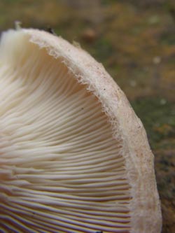 Lactarius_pubescens_251009_TK05.jpg