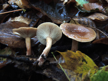 Lactarius_subdulcis_BO_Koenigsbuescher_Waeldchen_Pilze_ja01.jpg