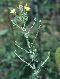 Lactuca_sativa_BGMarburg070903_TS01.jpg