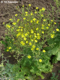Lactuca_sativa_Bremm_Mosel2009_150809_TK01.jpg