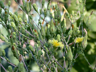 Lactuca_sativa_ho03.jpg