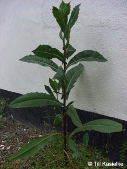 Lactuca_serriola_integrifolia_Hatzenport_100612_TK37.jpg