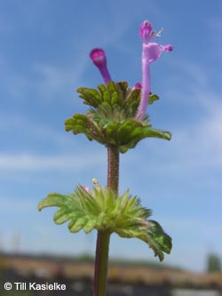 Lamium_amplexicaule_HERCrange050513_TK01.jpg