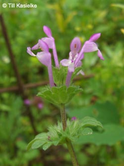 Lamium_amplexicaule_Laacher_See_070612_TK25.jpg