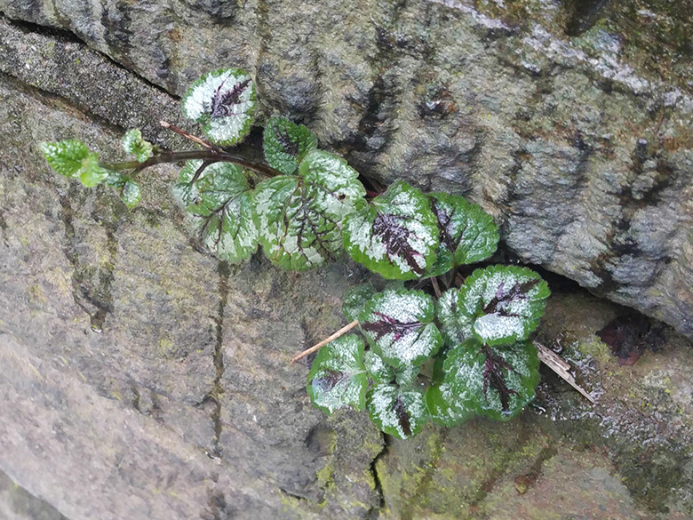 Lamium_argentatum_BO-Ehrenfeld_Rechener_Park_040220_ja02.jpg