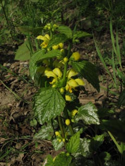 Lamium_argentatum_BOStiepelKnoeselsbach240410_ja02.jpg