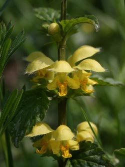 Lamium_argentatum_UrdenbacherKaempe130407_CB01.jpg