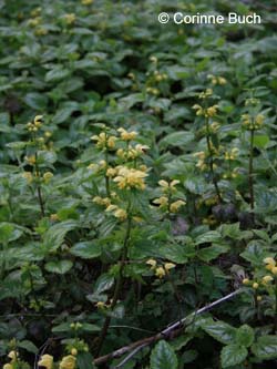 Lamium_argentatum_ZechePluto_CB17.jpg