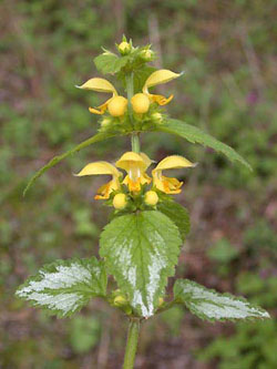 Lamium_argentatum_ja07.jpg