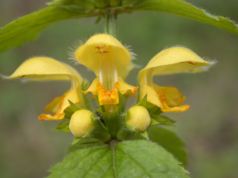 Lamium_argentatum_ja08.jpg