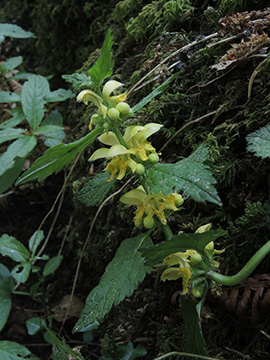 Lamium_endtmannii_Hoennetal_290418_ja02.jpg