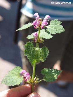 Lamium_maculatum_HERCrange050513_JW01.jpg