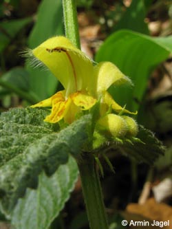 Lamium_montanum_sstr_BrilonNSGSchwarzesHaupt260409_ja01.jpg