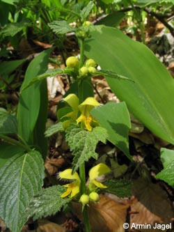 Lamium_montanum_sstr_BrilonNSGSchwarzesHaupt260409_ja03.jpg