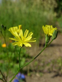 Lapsana_communis_020706_ja01.jpg