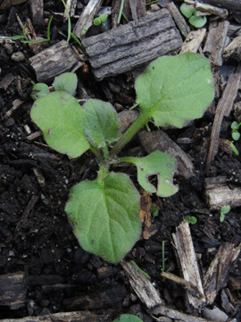 Lapsana_communis_170917_ja01.jpg