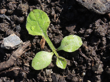 Lapsana_communis_Keimling_BOQuerenburg_BUNDObstwiese_090917_ja01.jpg