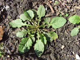 Lapsana_communis_Rosette_BO_030406_ja.jpg