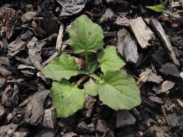 Lapsana_communis_WITAnnen_Friedhof_290917_ja01.jpg