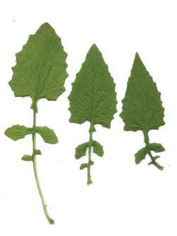 Lapsana_communis_ja01.jpg