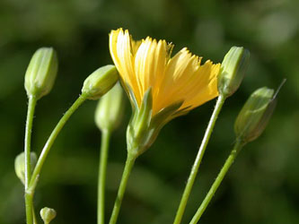 Lapsana_communis_ja05.jpg