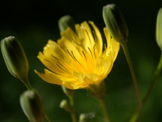 Lapsana_communis_ja06.jpg